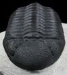 Awesome Phacopid Trilobite - Superb Specimen #36599-3